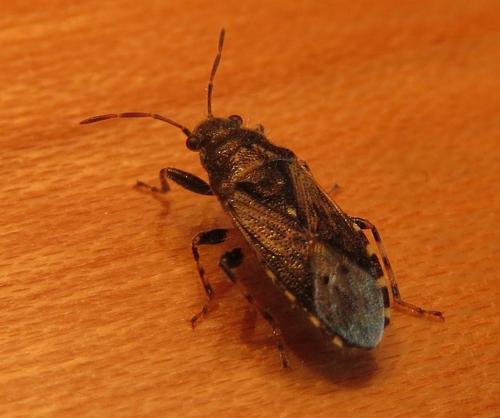 Réf. 196 649 : Heterogaster urticae
